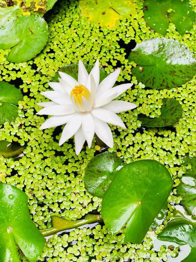 Pearl House Resort Anuradhapura Buitenkant foto