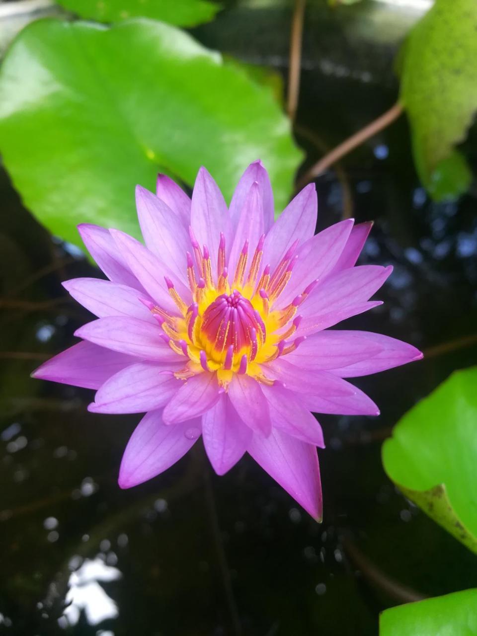 Pearl House Resort Anuradhapura Buitenkant foto